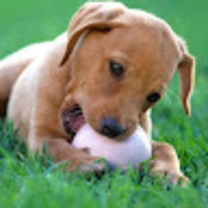 Meet your Posher, Bella